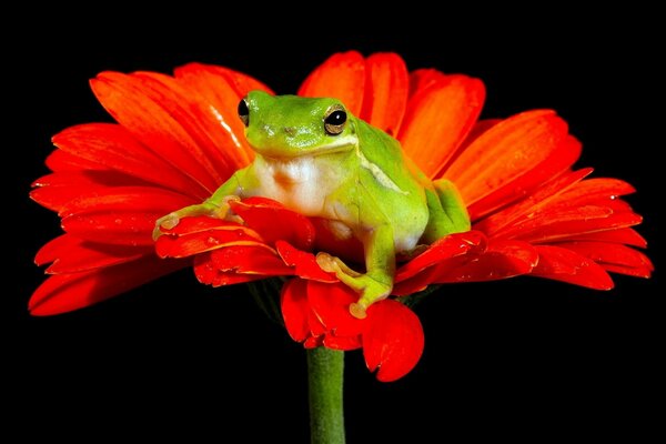 Ein Frosch sitzt auf einer Gerberablüte