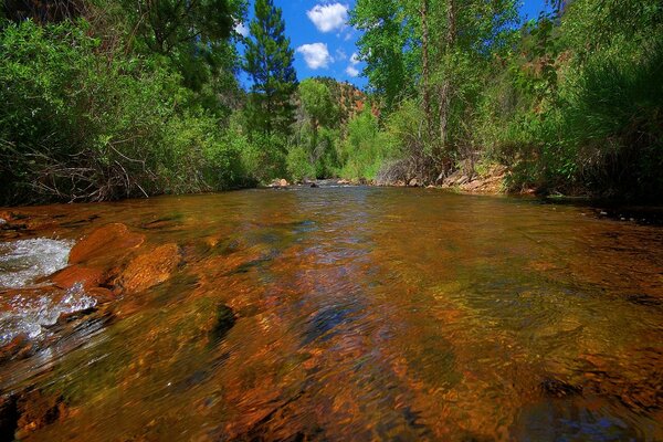 El paisaje paradisíaco del bosque europeo y el cuerpo de agua