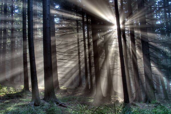 Resplandor en el bosque los rayos del sol se abren paso a través de los árboles