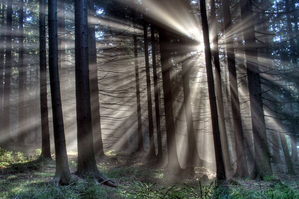 Sbocciare nella foresta i raggi del sole si fanno strada attraverso gli alberi