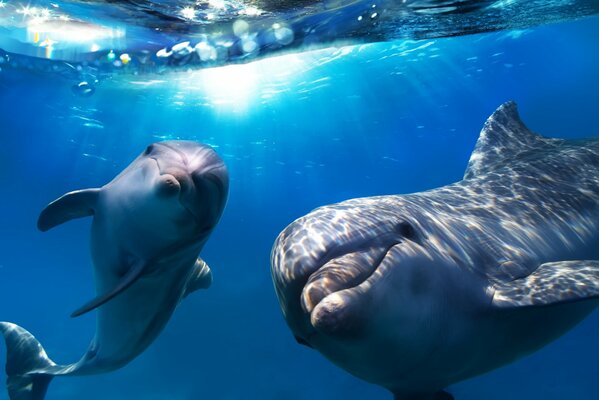 Couple de dauphins dans l eau de mer