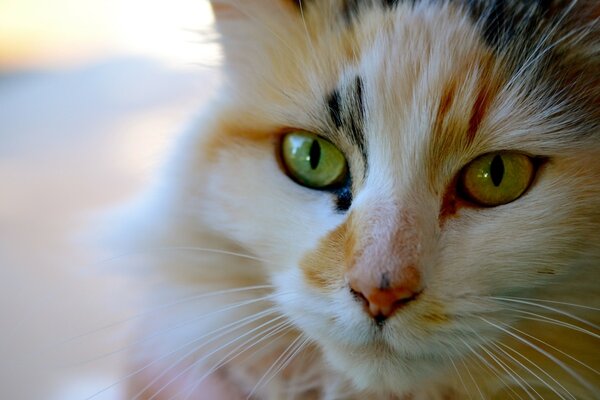 Gato rojo con ojos verdes