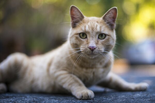 A light cat looks into the camera