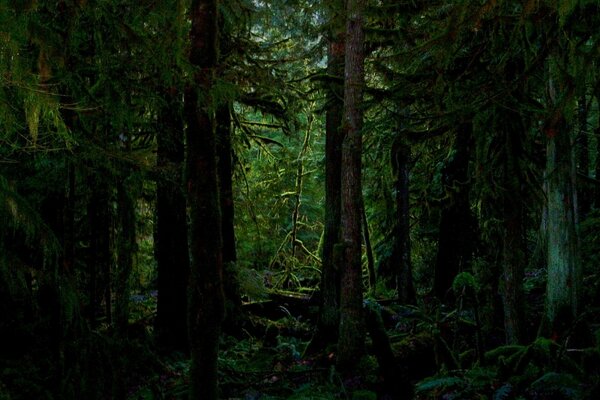 Wood moss of the forest thicket