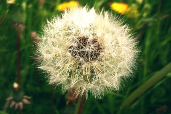 Fluffy white dandelion in the meadow