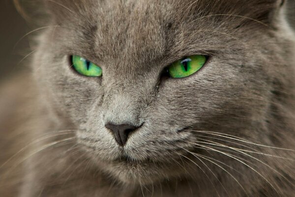 Yeux verts d un beau chat fumé