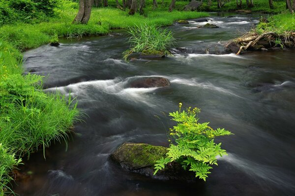 Río de montaña-piedras y helecho