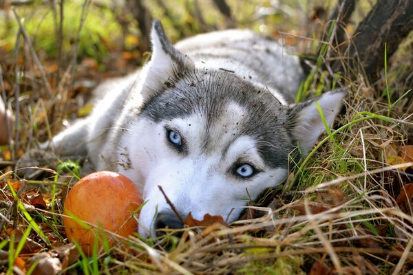 Belle Husky dans la forêt d automne avec des yeux tristes