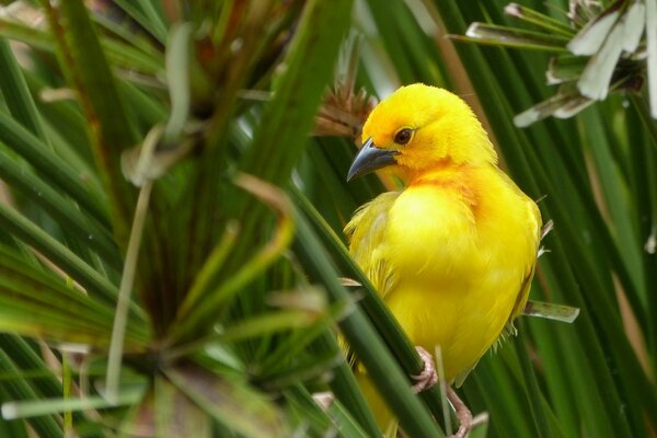 A bird is looking for a leaf of grass