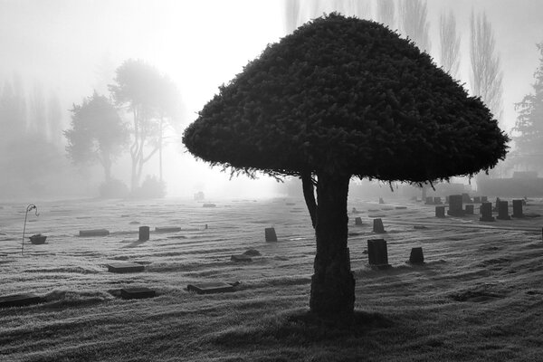 Nature after human intervention - tree-mushroom