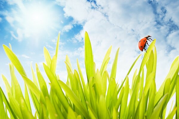 Summer is in full swing - a ladybug crawls on the grass