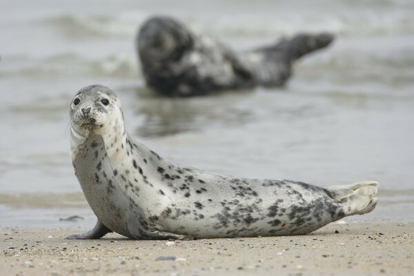 Mammalian animals. blurring of the sea on the background of a seal