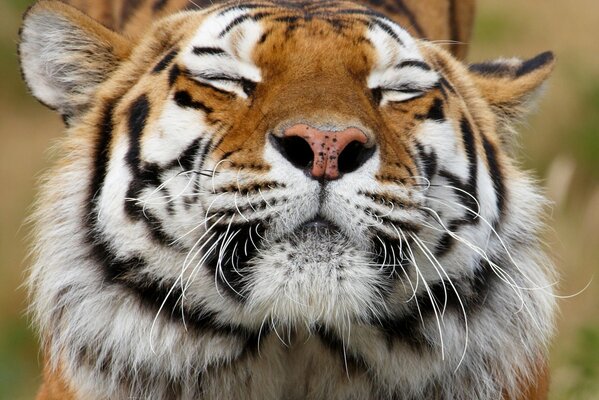 El tigre entrecerró los ojos. Depredador hueco