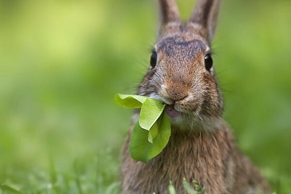 A summer fairy tale with a rabbit in nature