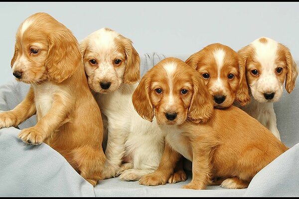 Puppies spaniel dogs on the couch