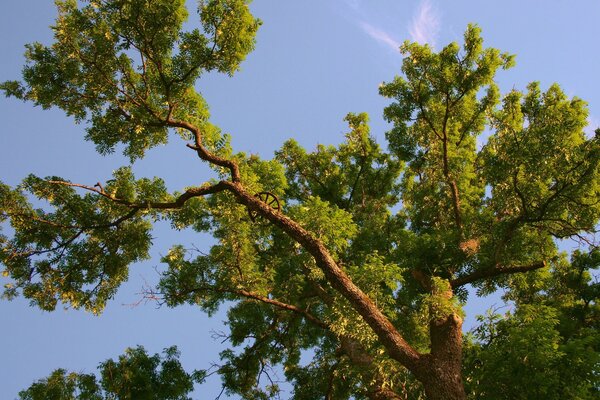 Фото ветки дерева снизу