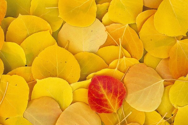 Żółte jesienne liście leżą na gęstym dywanie