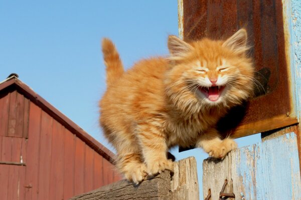 A red-haired kitten screams on the fence