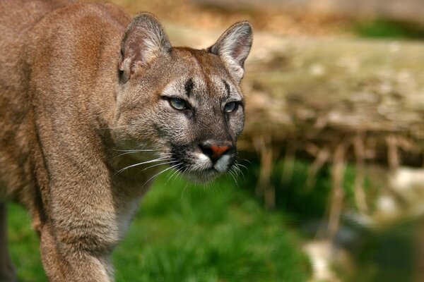 Cougar salvaje buscando su botín