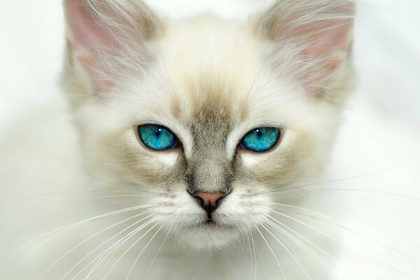 Манящая кошка с голубыми глазами