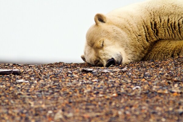 Ein Eisbär schläft auf Steinen