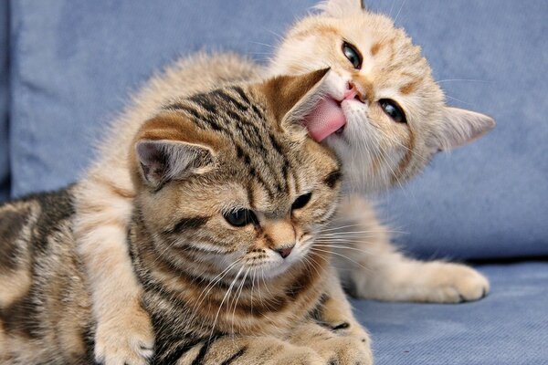 Lindos gatitos muestran ternura el uno al otro