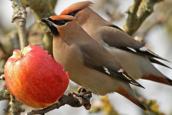 Vögel sitzen auf einem Ast neben einem abgebissenen Apfel