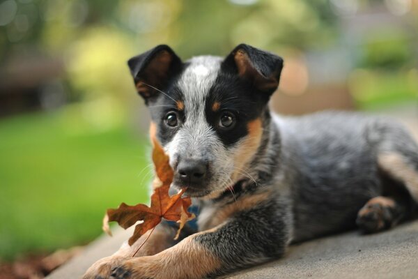 Petit chiot joue avec la feuille