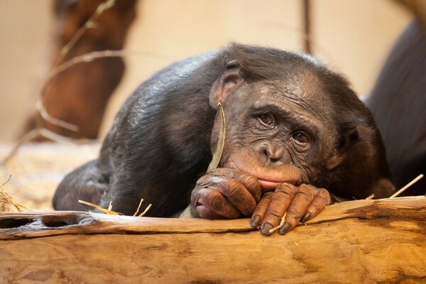 Un singe réfléchi est triste à propos d une banane