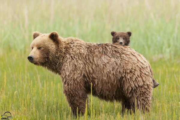 Ein Bär mit einem Bären steht auf einer Wiese