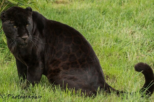 Gato salvaje Jaguar Pantera negra en la hierba verde