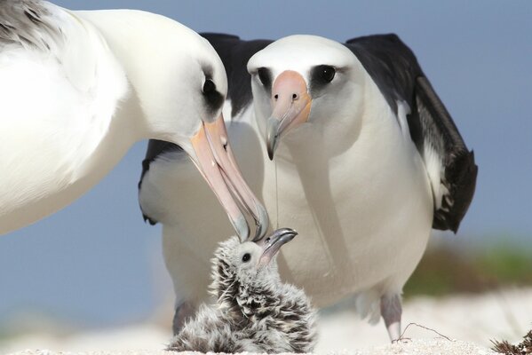 Padres de pollito, aves Albatros