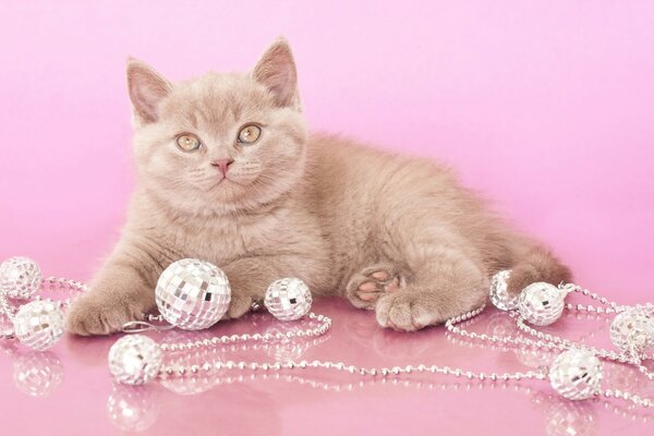 Fluffy cat playing with jewelry