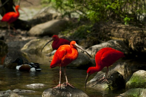 Birds on the rocks drink from the stream