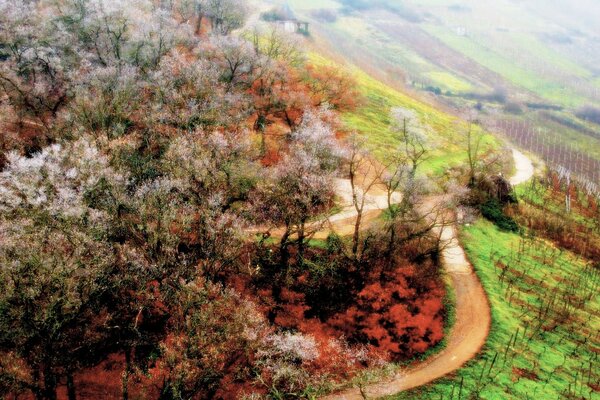 Camino sinuoso y naturaleza primaveral