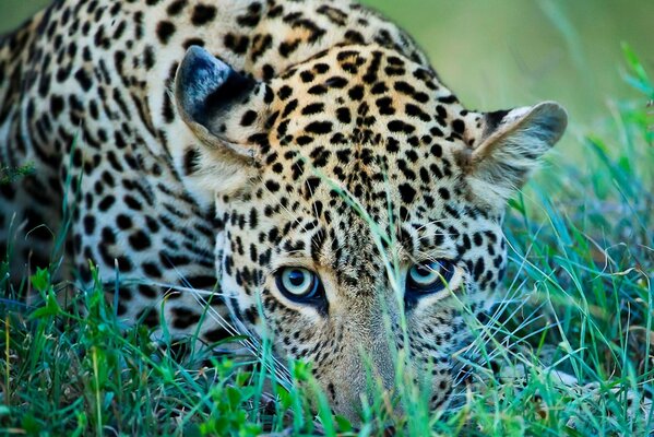 Взрослый леопард на зеленой траве