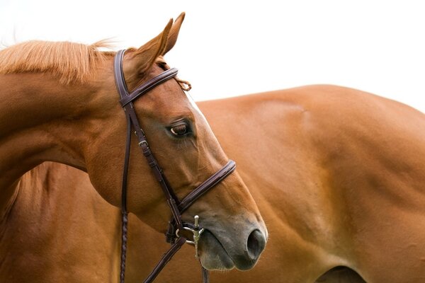 Testa di cavallo di profilo e con una criniera lussureggiante
