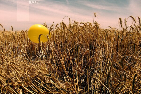 A strange encounter - a field with ears of corn and a yellow ball