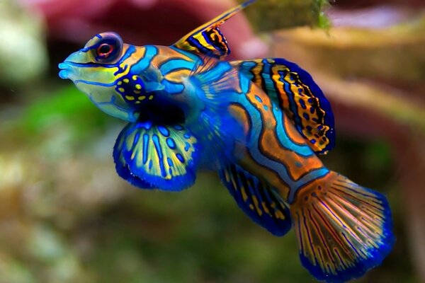 Подводное макро фото синей красивой рыбы
