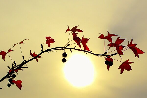 A branch with leaves in the bright sun