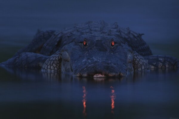 Krokodil in Finsternis im Fluss mit roten Augen