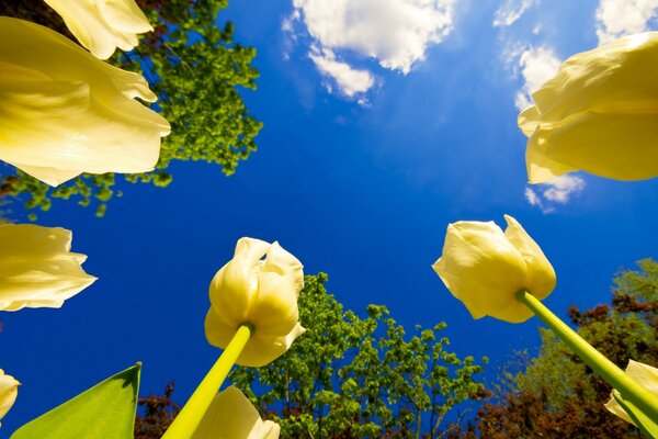 Bright blue sky over yellow tulips