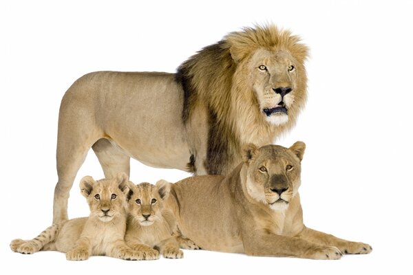 A family of lions on a white background