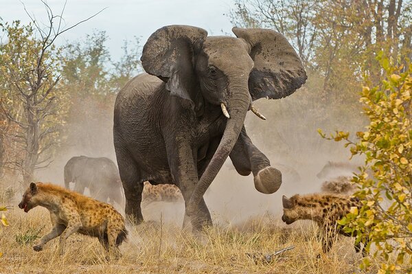 Elephant disperses hyenas in the savannah