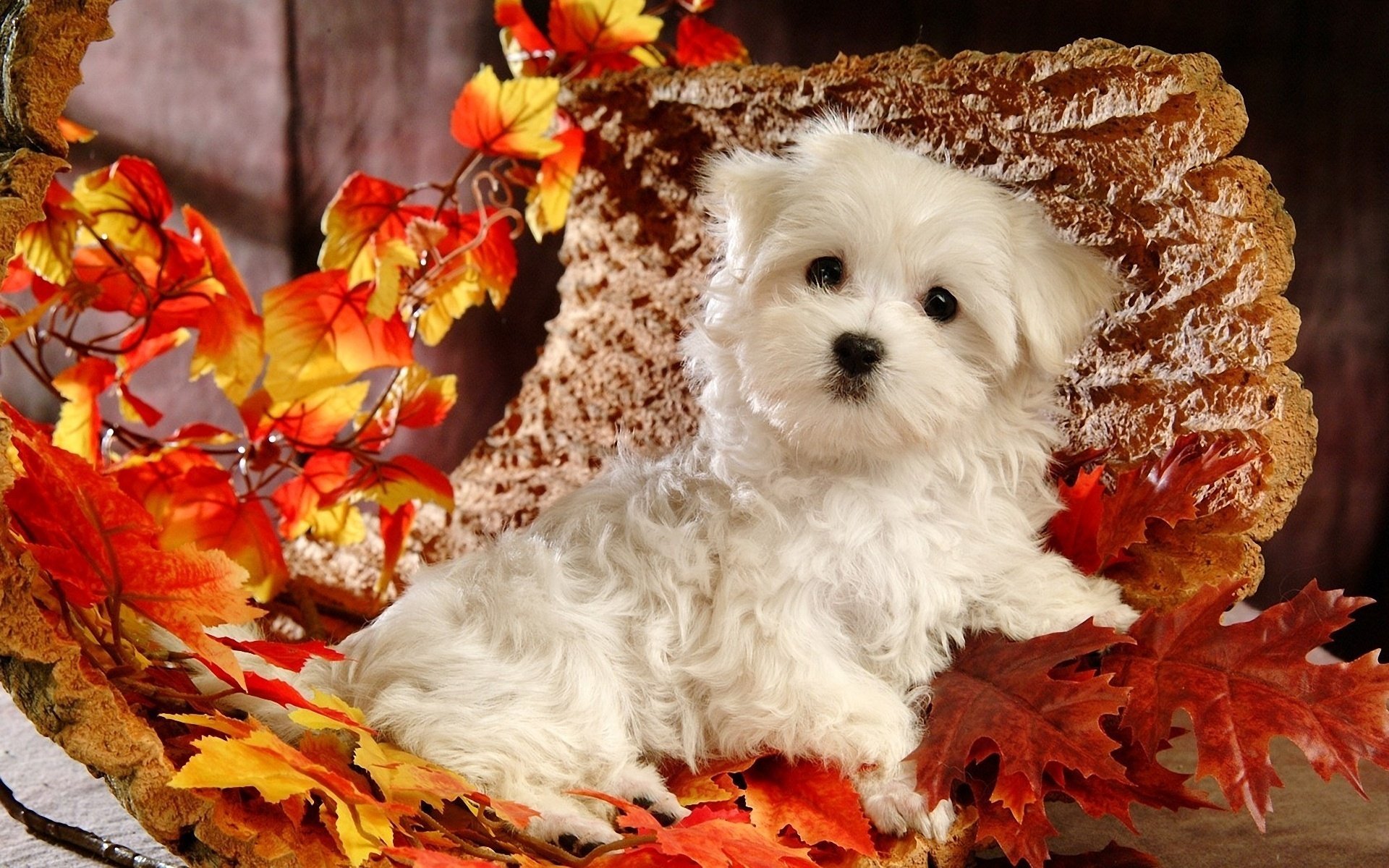 perro corteza otoño cachorro blanco hojas