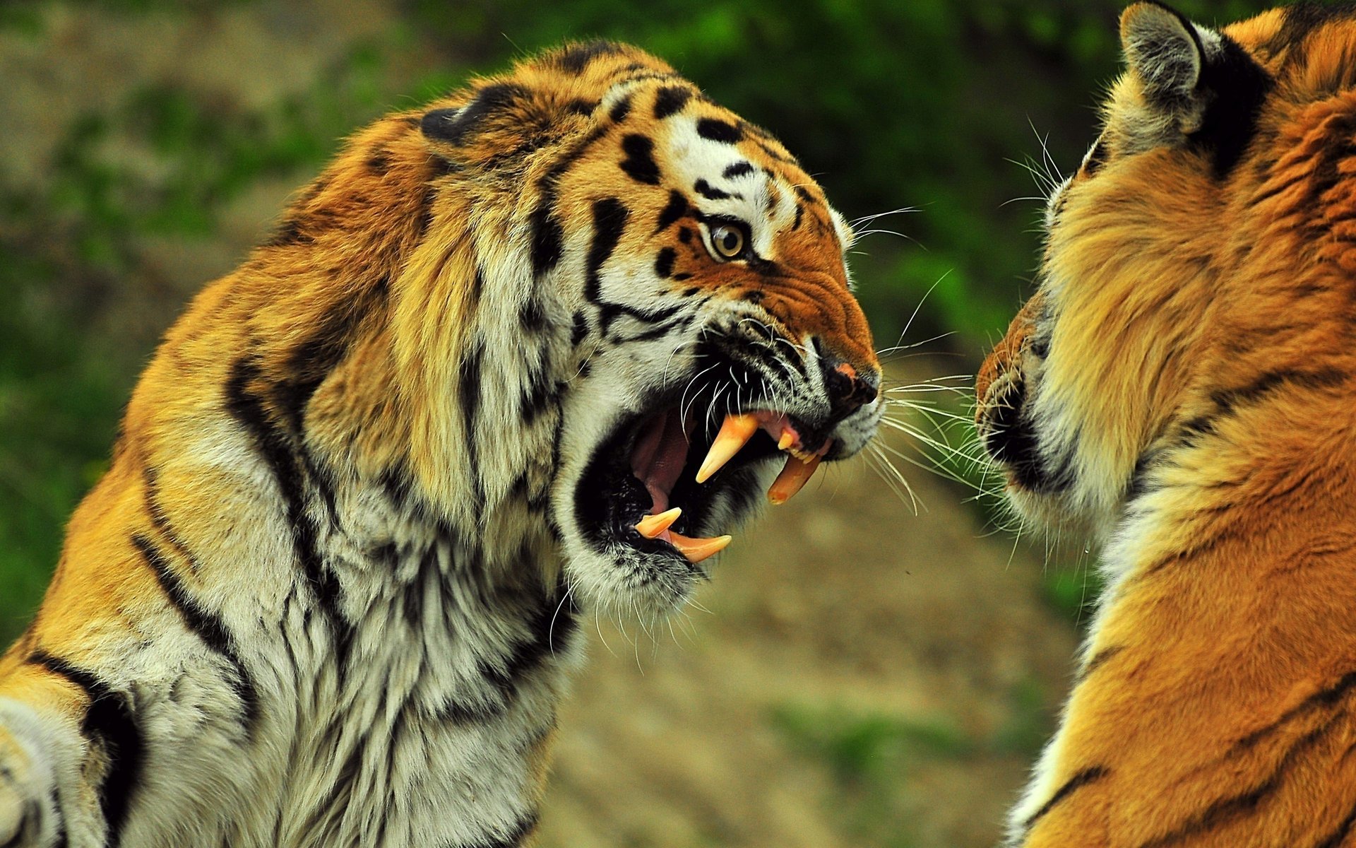 tigres dents rugissement sourire rayures gueule