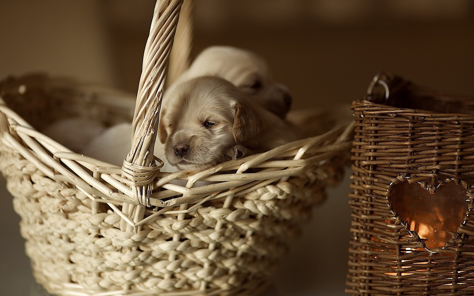 basket puppy heart