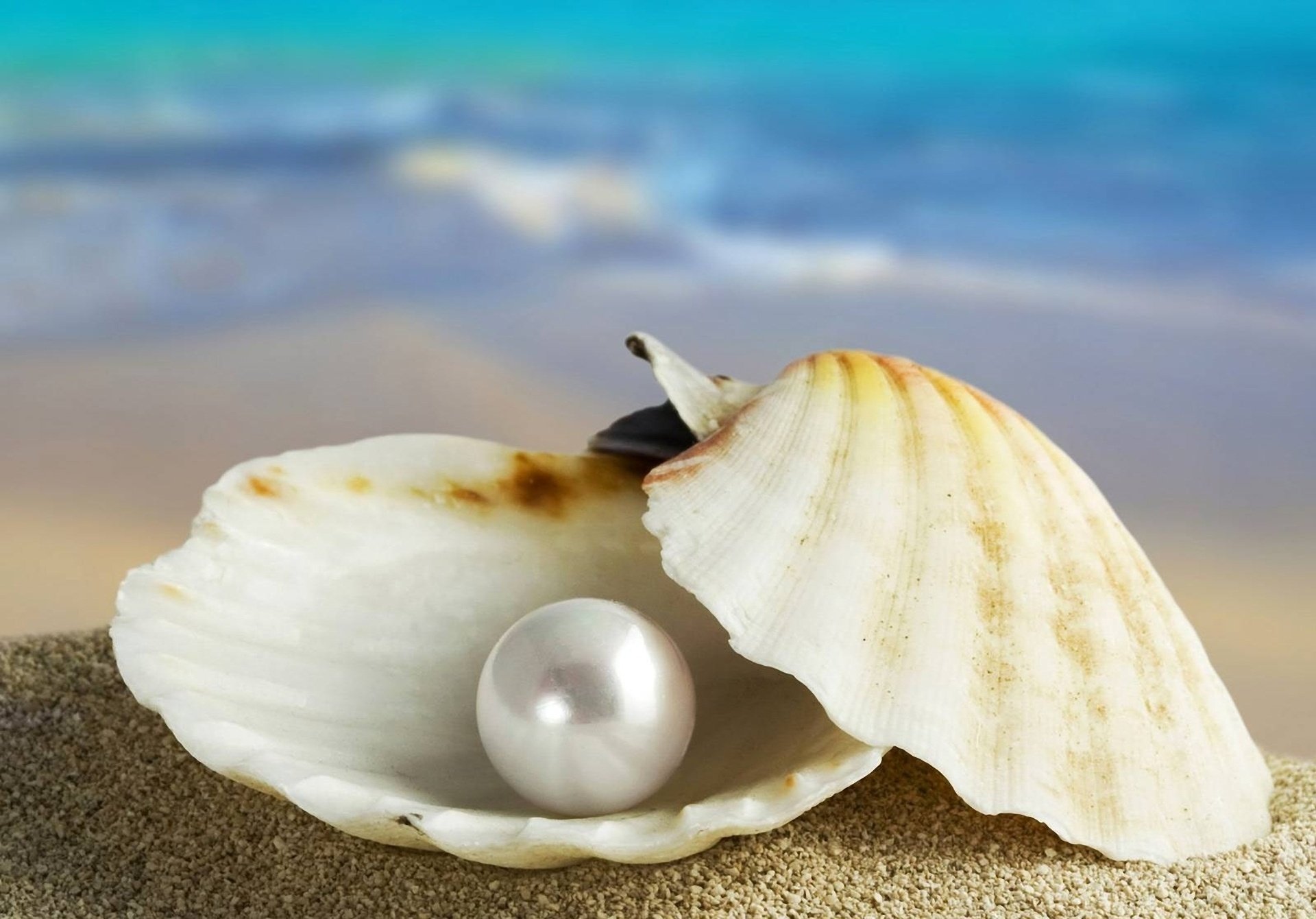 hell sea marco pearl sand pearl shell