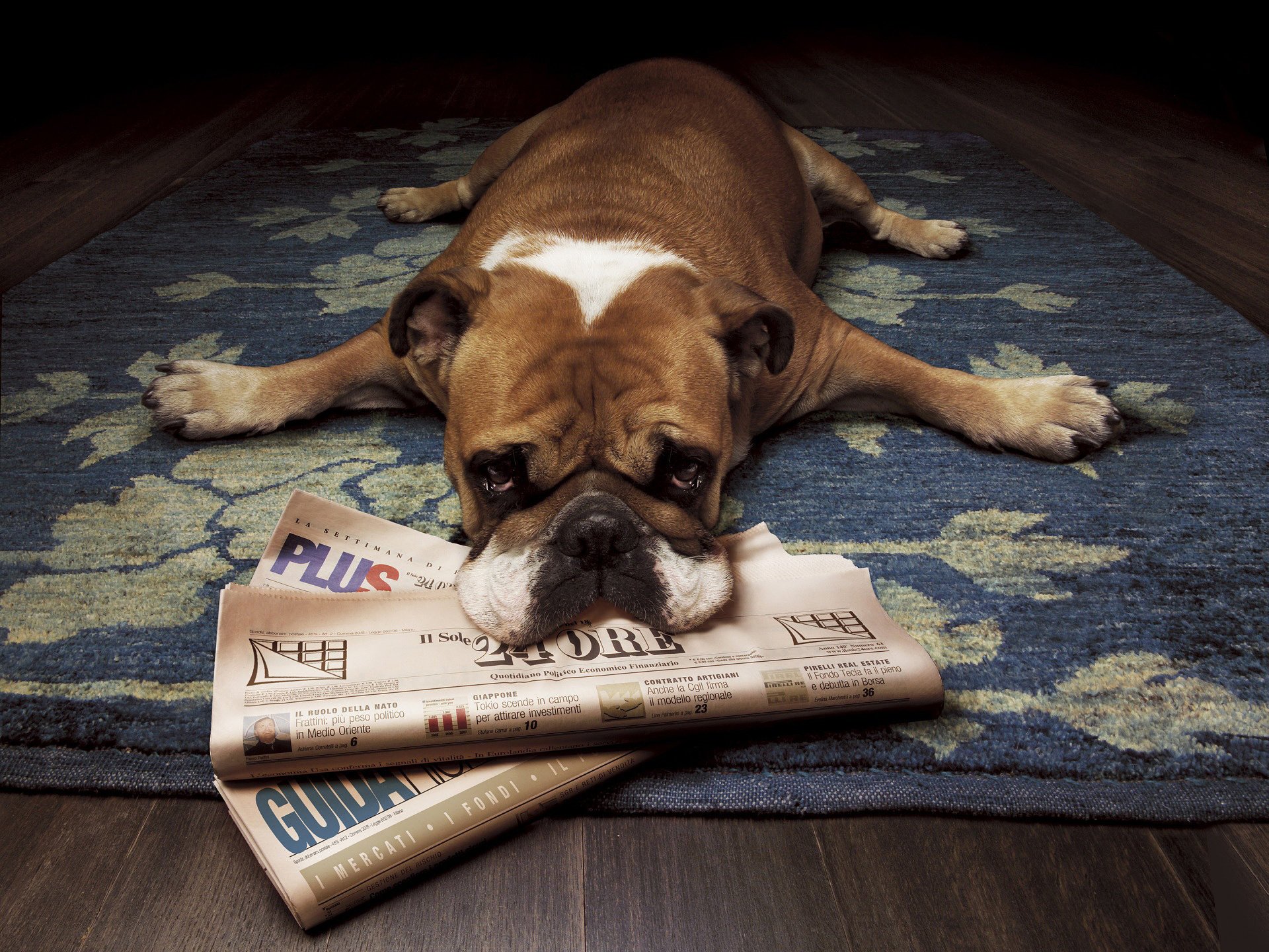 bulldogge liegt zeitung