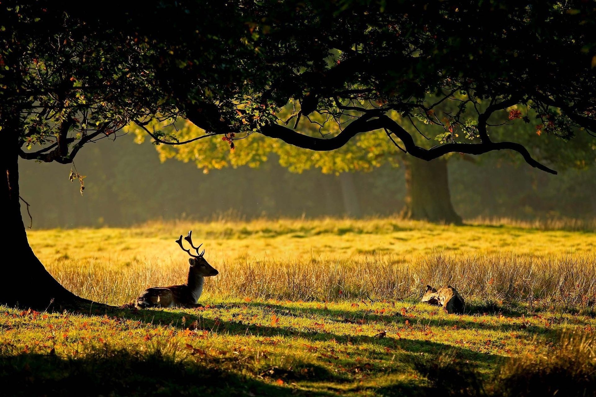 nature cerf herbe bois arbre cerfs feuilles